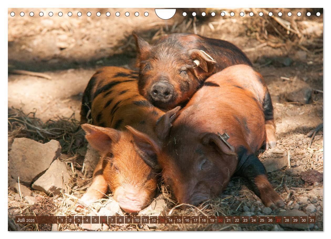 Bild: 9783435196210 | Glückliche Schweine Berkshire-Iberico Ferkel (Wandkalender 2025 DIN...