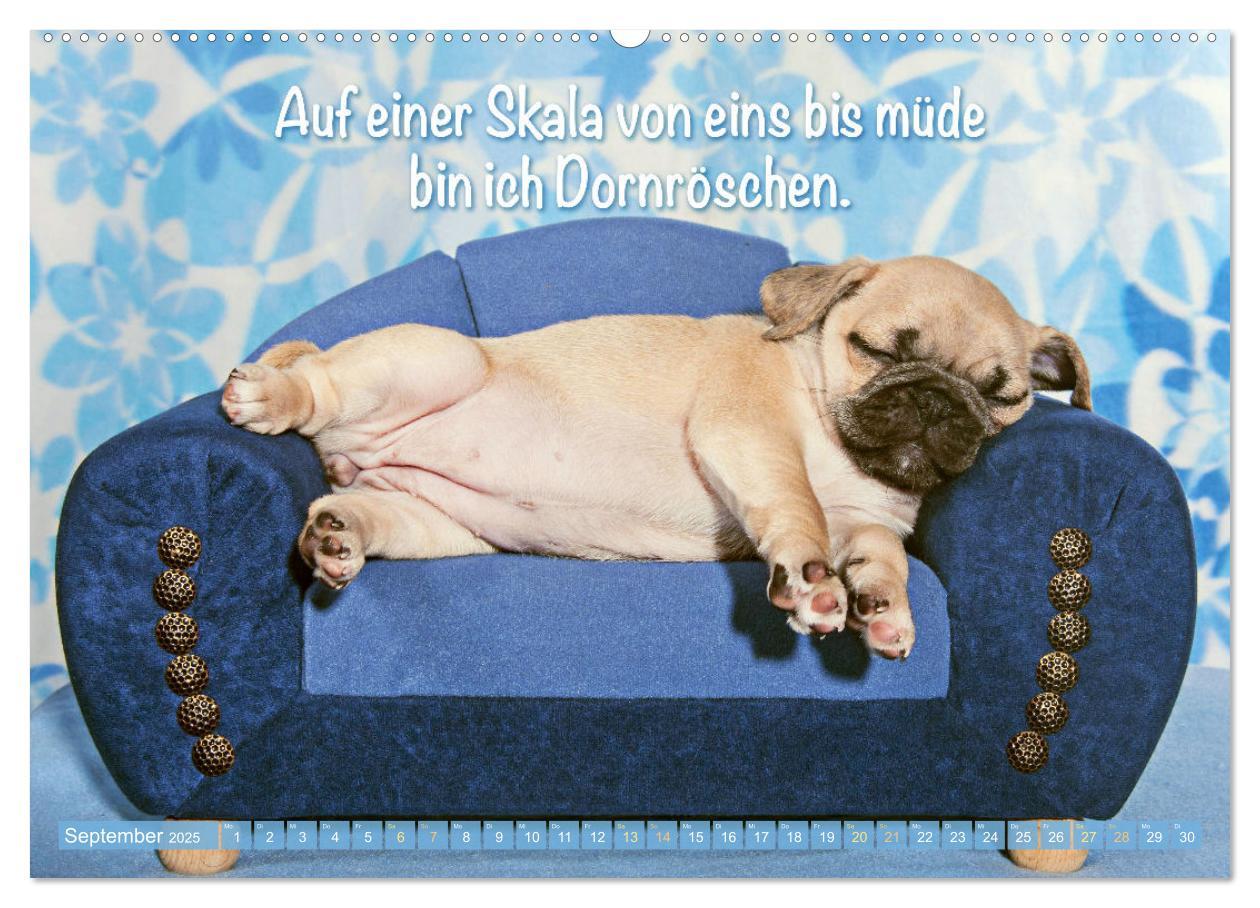 Bild: 9783435070466 | Der Mops: Nicht klein, sondern aufs Wesentliche reduziert. Edition...