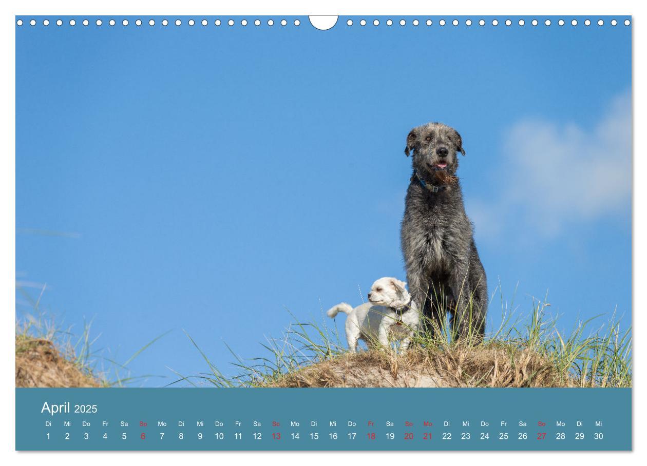 Bild: 9783435425181 | Irische Wolfshunde (Wandkalender 2025 DIN A3 quer), CALVENDO...