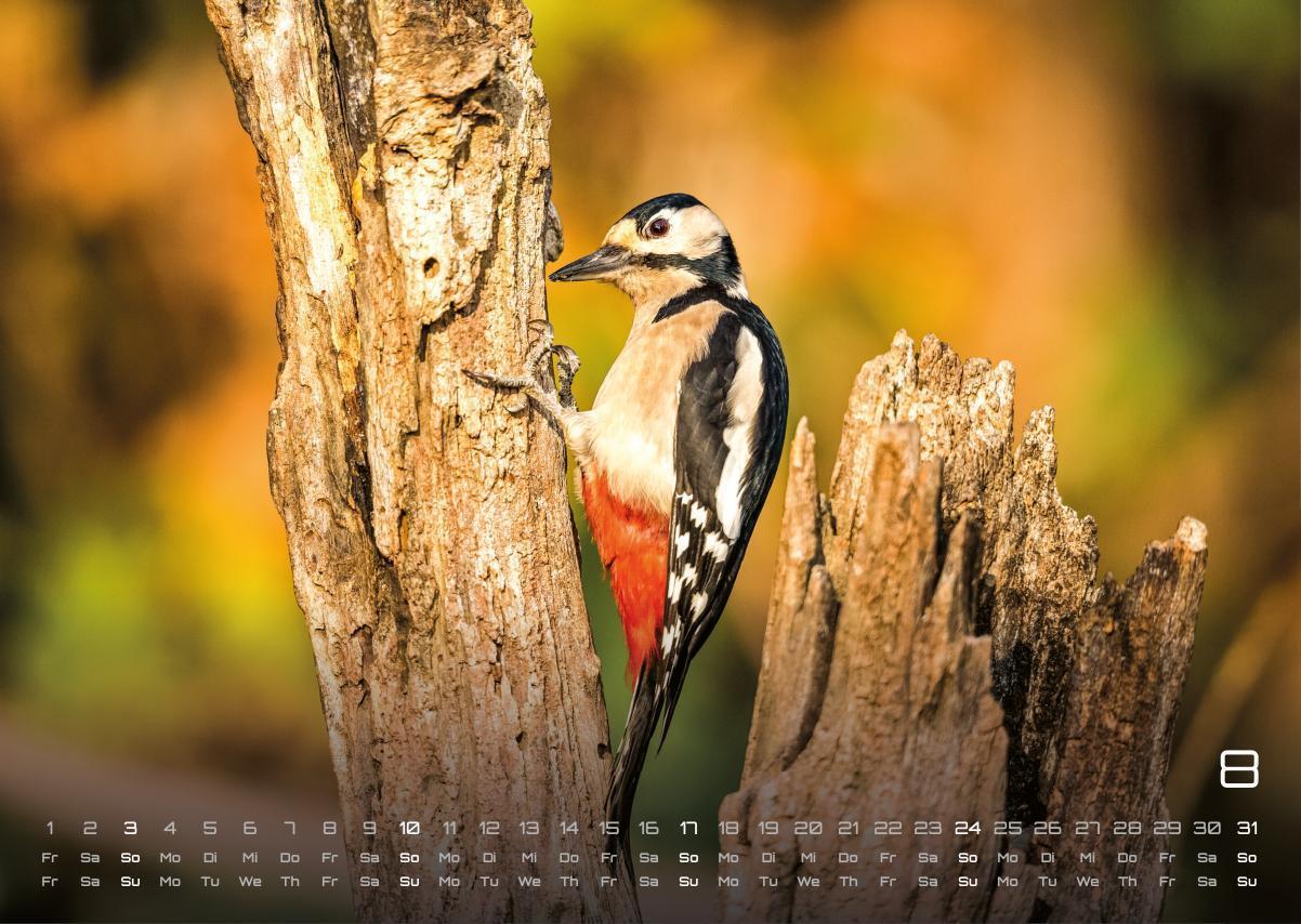 Bild: 9783986734442 | Waldtiere - Heimische Waldbewohner - Der Tierkalender - 2025 -...