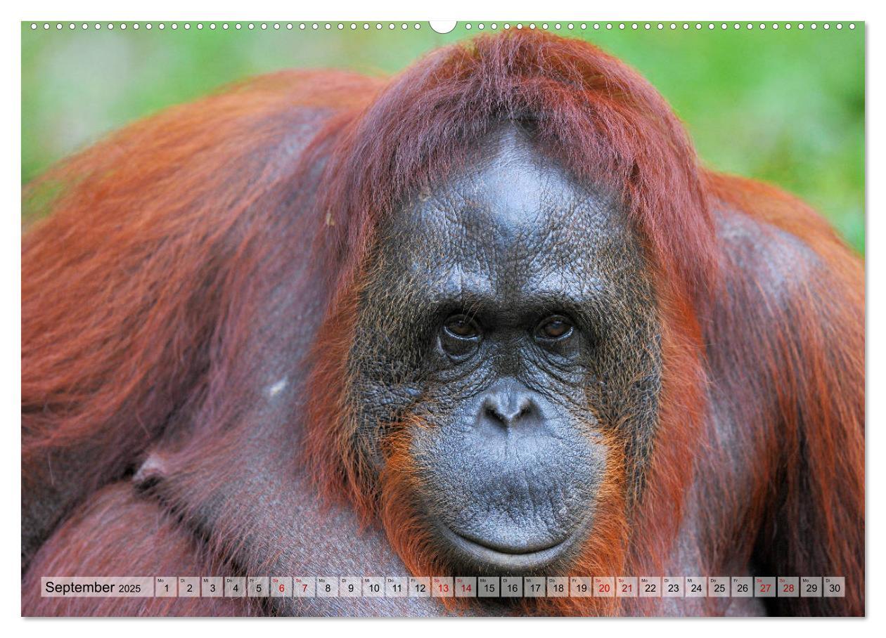 Bild: 9783435227280 | Orang Utans: Zu Besuch im Regenwald (Wandkalender 2025 DIN A2...