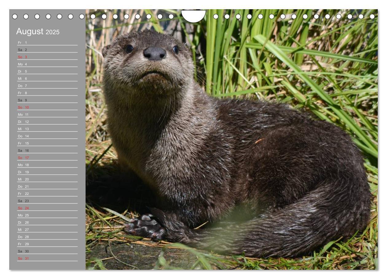 Bild: 9783435549931 | Otter. Frech, laut und clever (Wandkalender 2025 DIN A4 quer),...