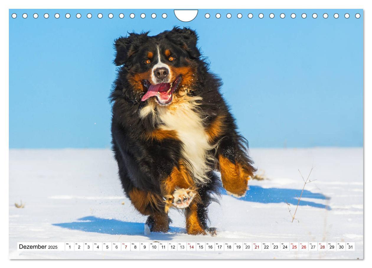 Bild: 9783435381258 | Faszinierende Schönheit Berner Sennenhund (Wandkalender 2025 DIN A4...