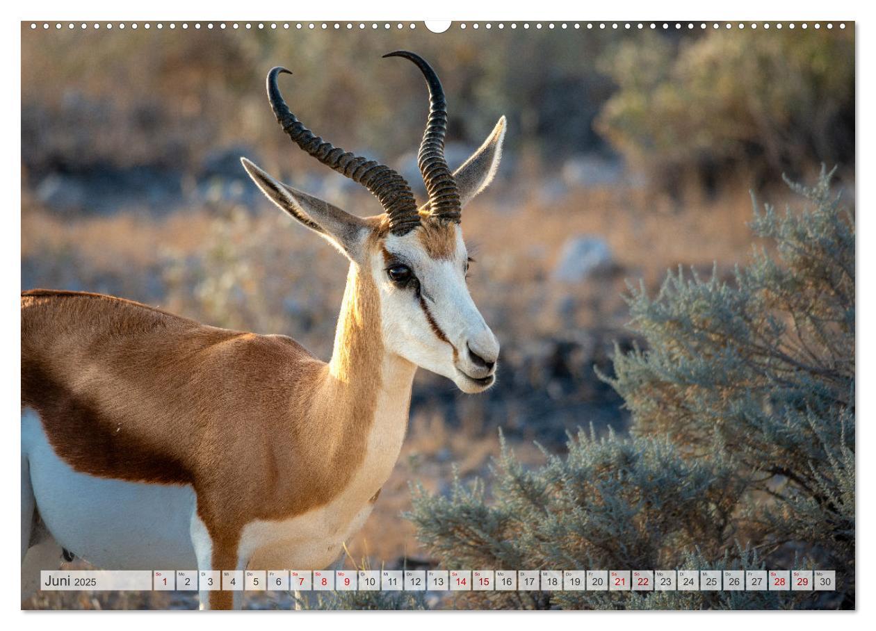 Bild: 9783383853289 | Abenteuerliches Namibia (Wandkalender 2025 DIN A2 quer), CALVENDO...