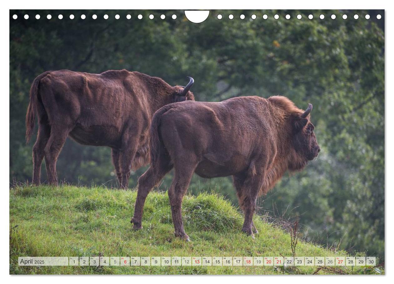 Bild: 9783435616510 | Emotionale Momente: Der Wisent. (Wandkalender 2025 DIN A4 quer),...