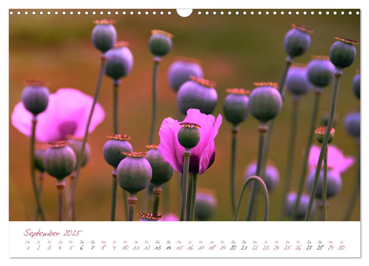 Bild: 9783435212743 | Blütenträume in violett und pink (Wandkalender 2025 DIN A3 quer),...