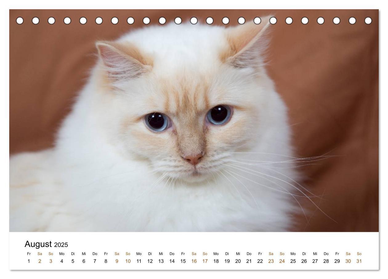 Bild: 9783435752904 | Ragdolls (Tischkalender 2025 DIN A5 quer), CALVENDO Monatskalender