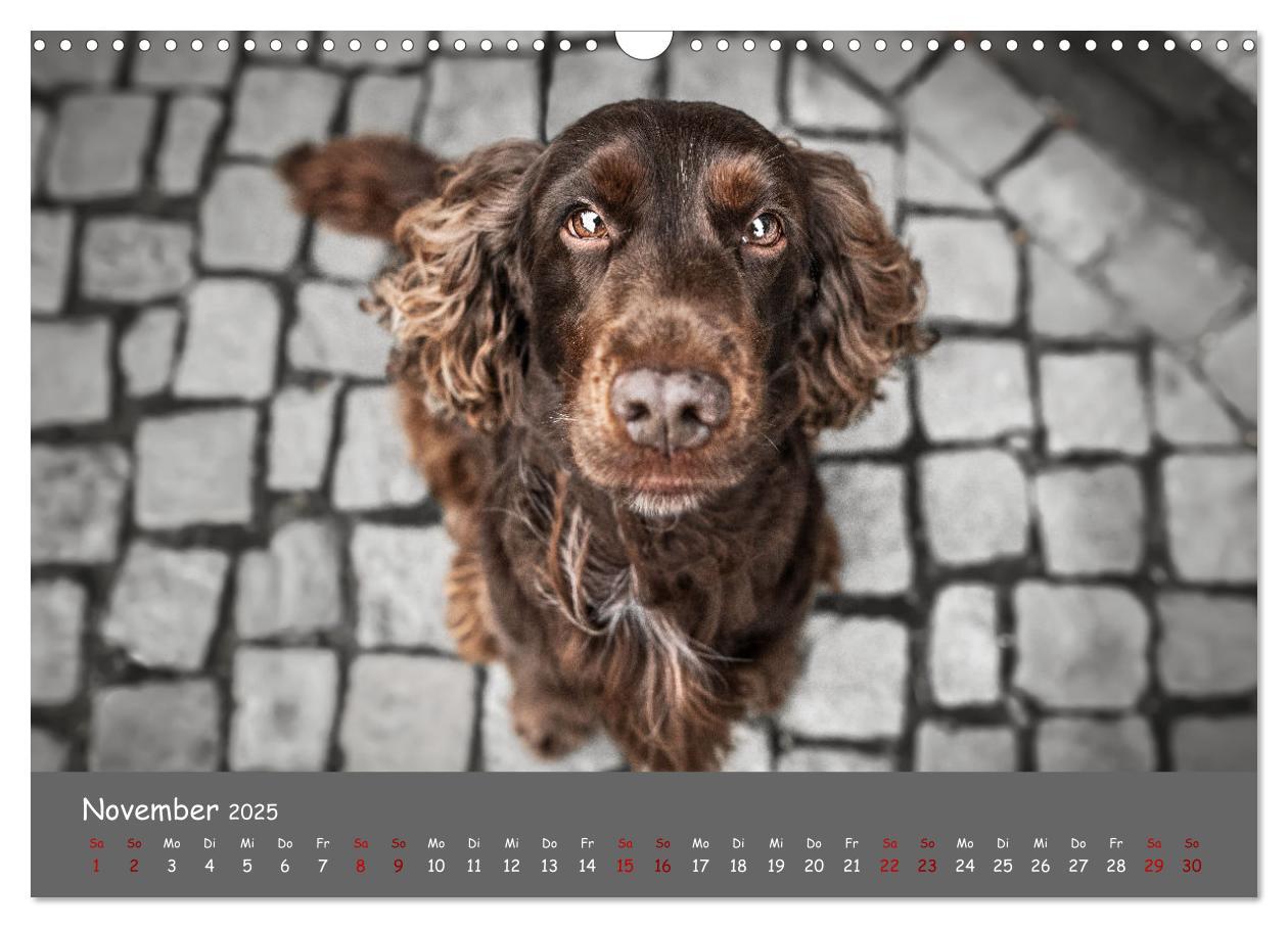 Bild: 9783383960314 | Englischer Cocker Spaniel (Wandkalender 2025 DIN A3 quer), CALVENDO...