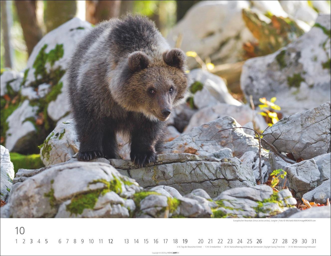 Bild: 9783839901144 | Heimische Wildtiere Kalender 2025 | Kalender | Spiralbindung | 14 S.