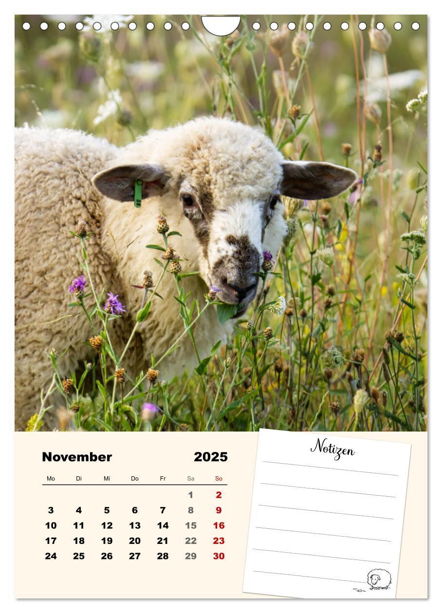 Bild: 9783435844517 | Lämmerglück (Wandkalender 2025 DIN A4 hoch), CALVENDO Monatskalender