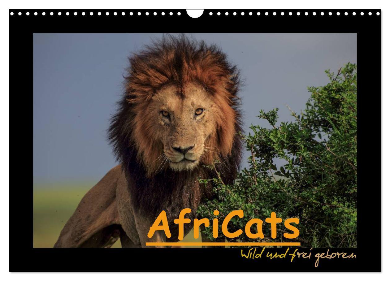 Cover: 9783383276255 | AfriCats (Wandkalender 2024 DIN A3 quer), CALVENDO Monatskalender