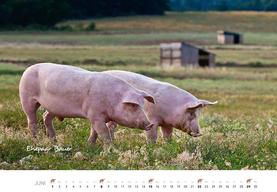 Bild: 9783966648332 | Schweine Kalender 2025 | Der Tierkalender mit den charmanten Namen