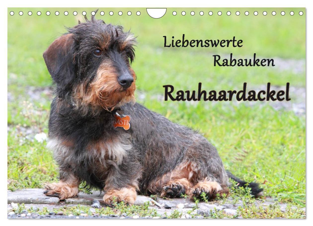 Cover: 9783675477629 | Liebenswerte Rabauken Rauhaardackel / CH-Version (Wandkalender 2024...