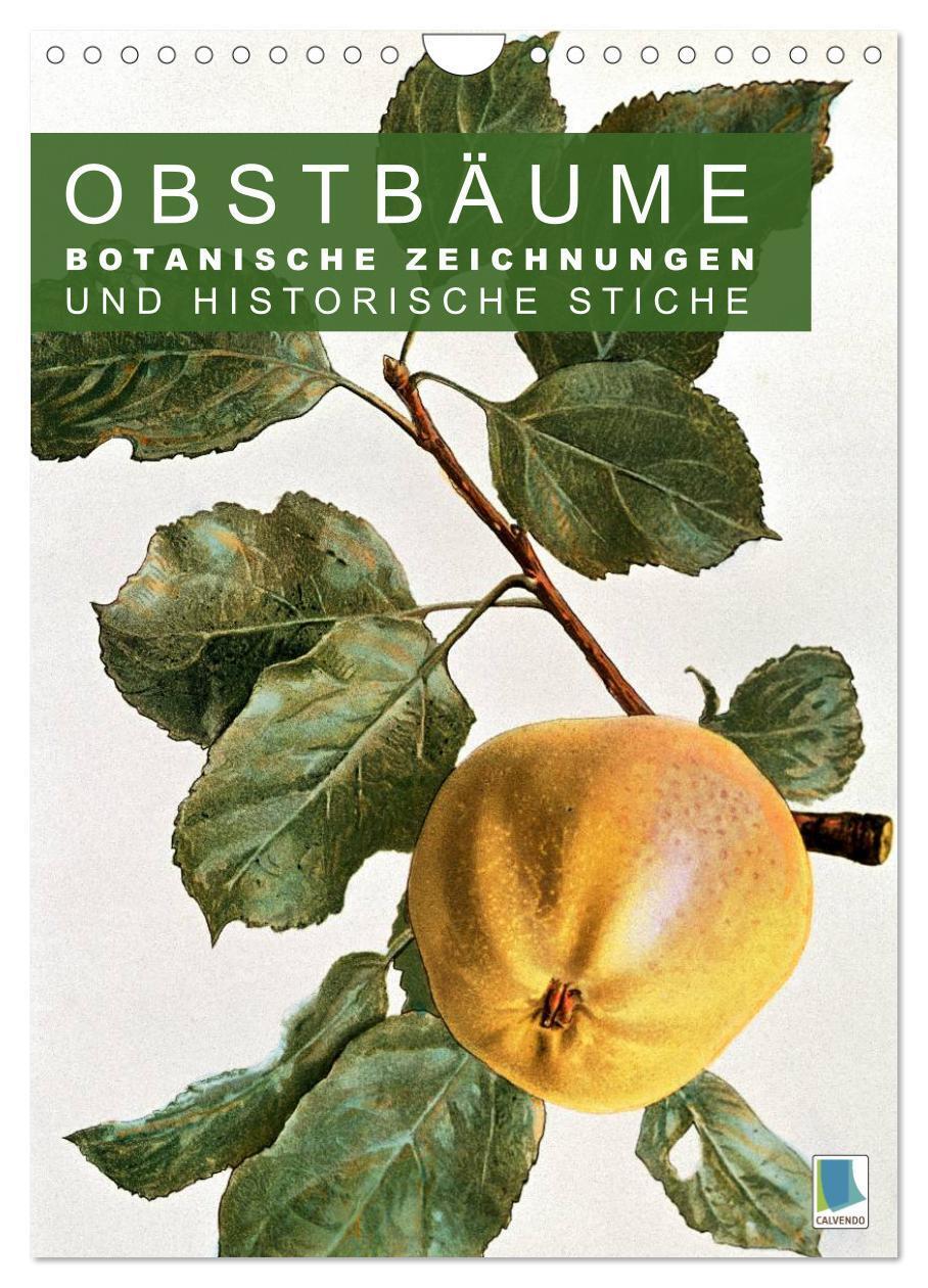 Cover: 9783675900189 | Obstbäume: Botanische Zeichnungen und historische Stiche...