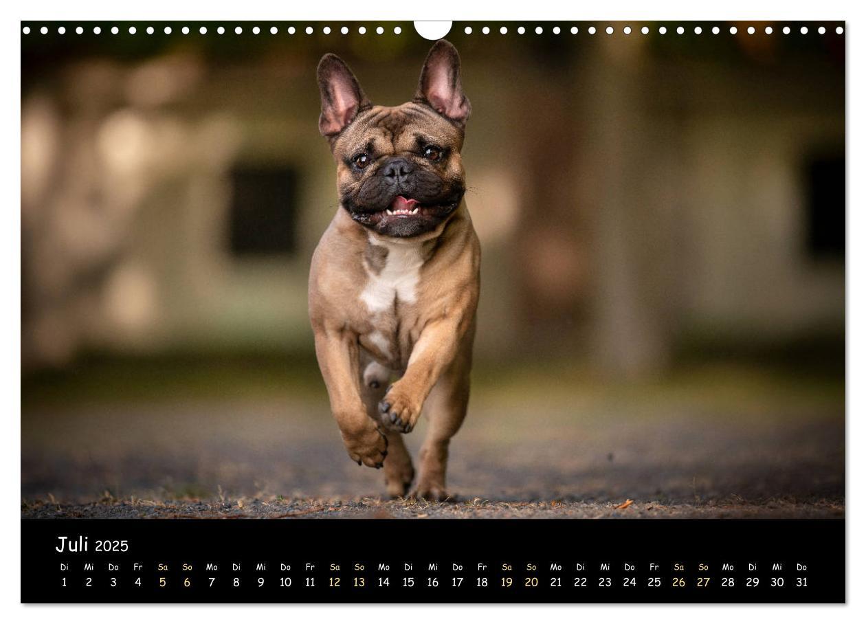 Bild: 9783435222155 | Französische Bulldogge - Clowns auf vier Pfoten (Wandkalender 2025...