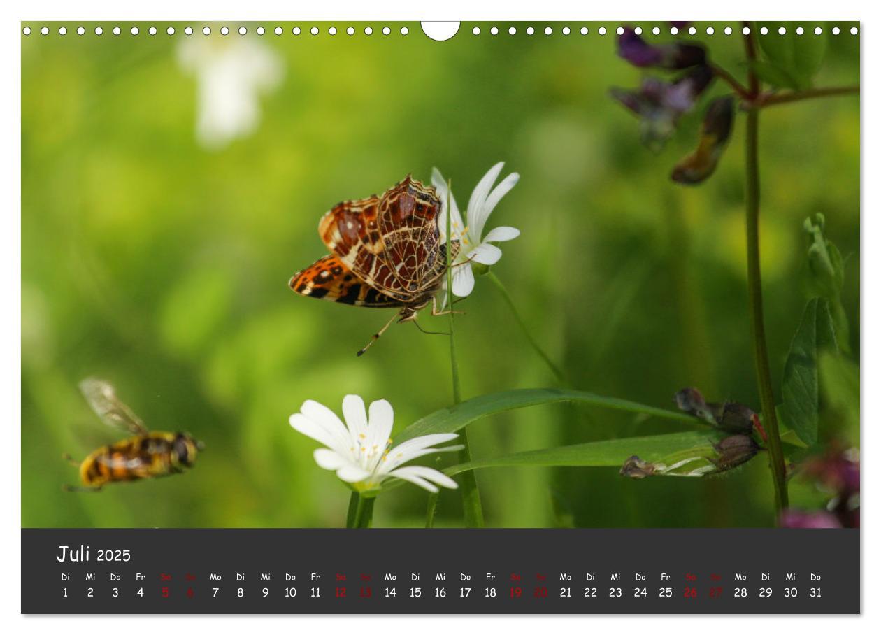 Bild: 9783435072873 | Insekten - Kleine Wunder (Wandkalender 2025 DIN A3 quer), CALVENDO...