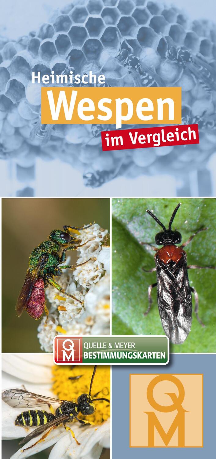 Cover: 9783494019635 | Heimische Wespen | im Vergleich | Quelle & Meyer Verlag | Stück | 2023
