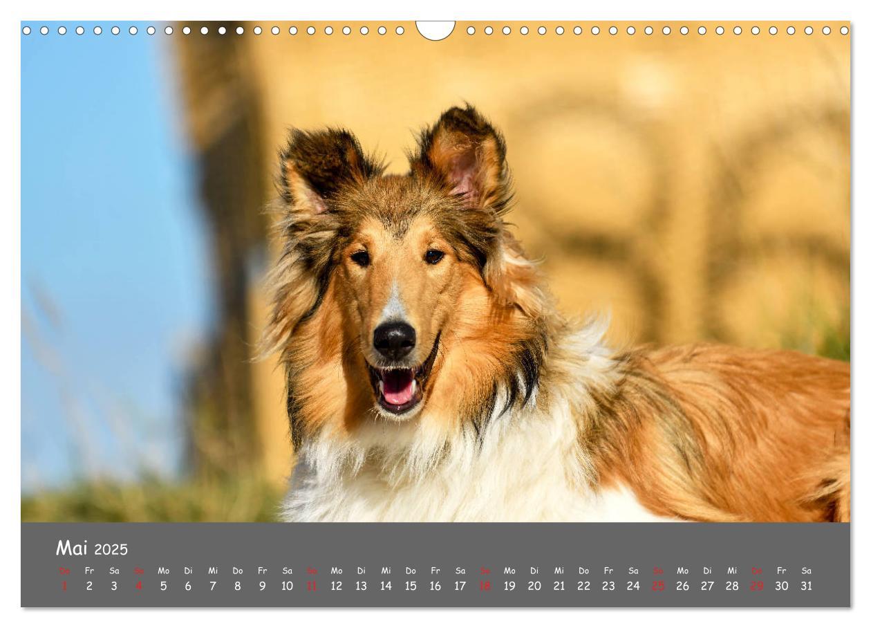 Bild: 9783435314089 | Einmal Collie - immer Collie (Wandkalender 2025 DIN A3 quer),...