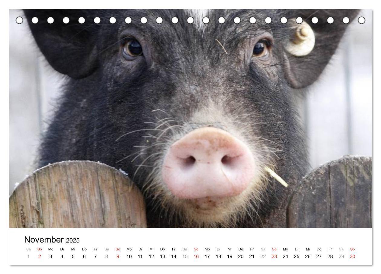 Bild: 9783435777501 | Schwein gehabt! (Tischkalender 2025 DIN A5 quer), CALVENDO...