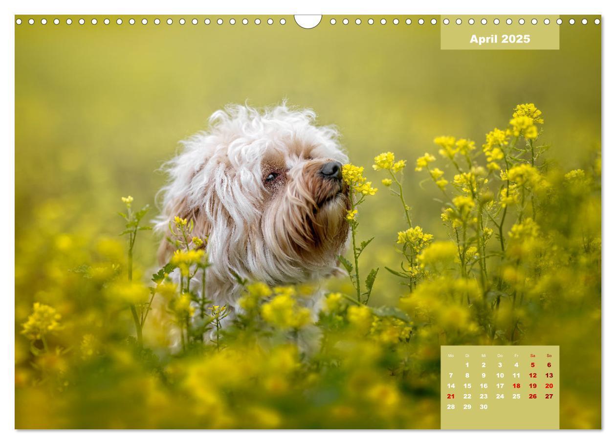 Bild: 9783435033829 | Rocket der Havaneser (Wandkalender 2025 DIN A3 quer), CALVENDO...