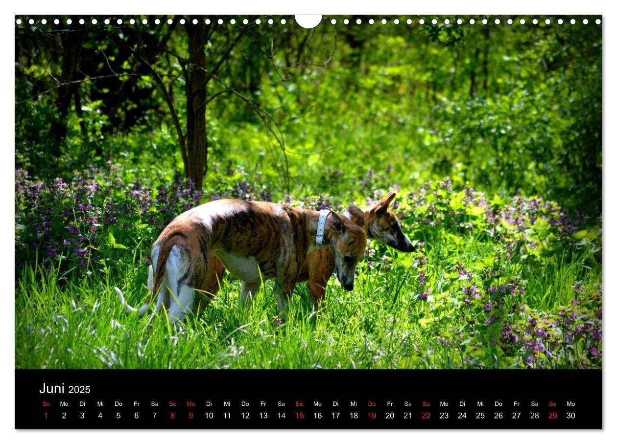 Bild: 9783435650798 | Whippet 2025 (Wandkalender 2025 DIN A3 quer), CALVENDO Monatskalender