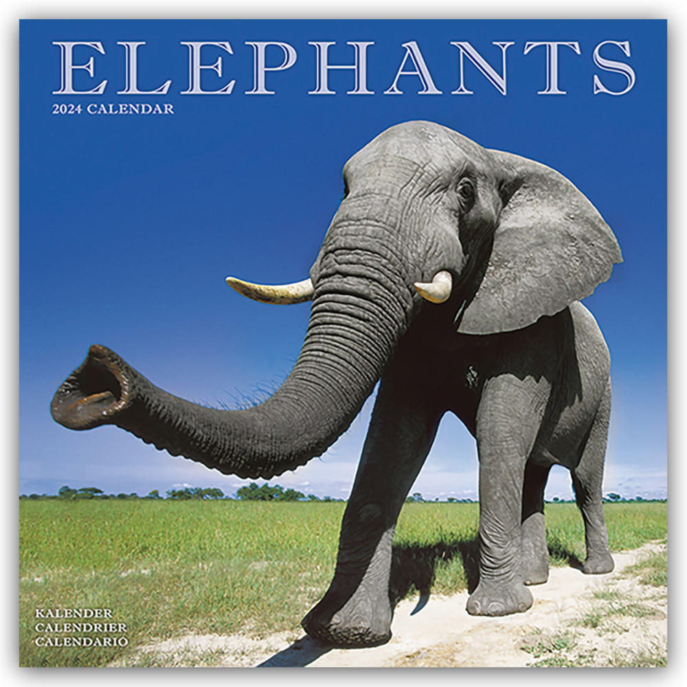 Cover: 9781804601389 | Elephants - Elefanten 2024 - 16-Monatskalender | Ltd | Kalender | 2024