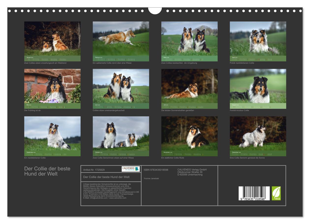 Bild: 9783435018598 | Der Collie der beste Hund der Welt (Wandkalender 2025 DIN A3 quer),...