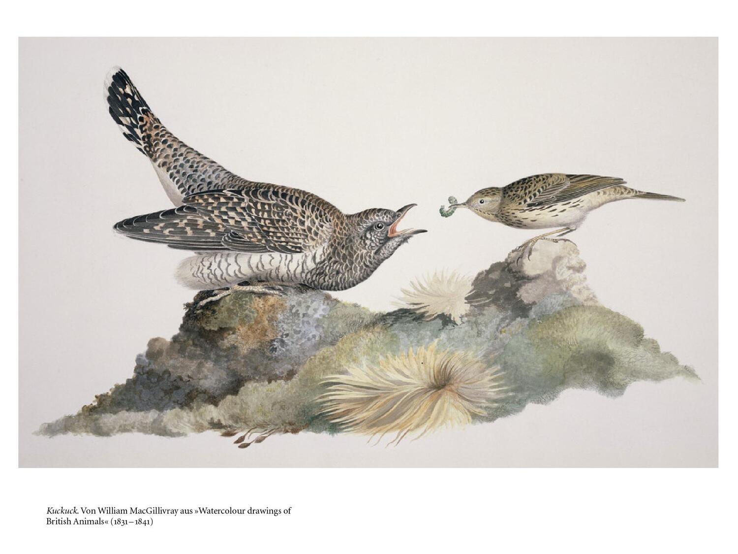 Bild: 9783411710546 | Vögel | Vom Singen, Balzen und Fliegen | Cord Riechelmann | Buch