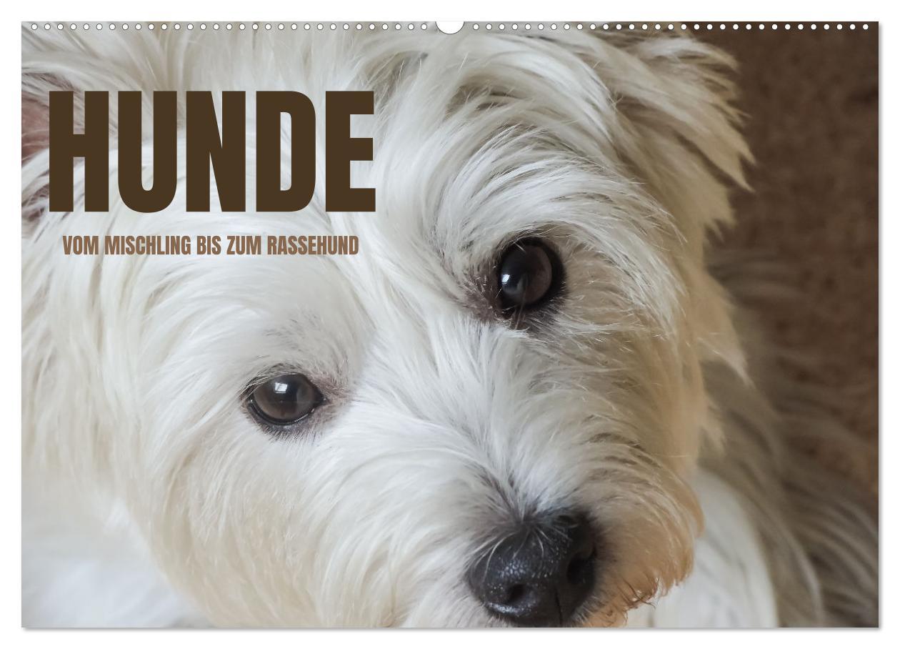 Cover: 9783383908224 | Hunde - vom Mischling bis zum Rassehund (Wandkalender 2025 DIN A2...