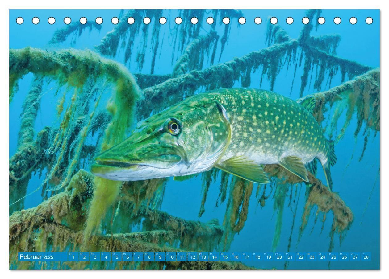 Bild: 9783383890444 | Fische in Teichen und Flüssen (Tischkalender 2025 DIN A5 quer),...