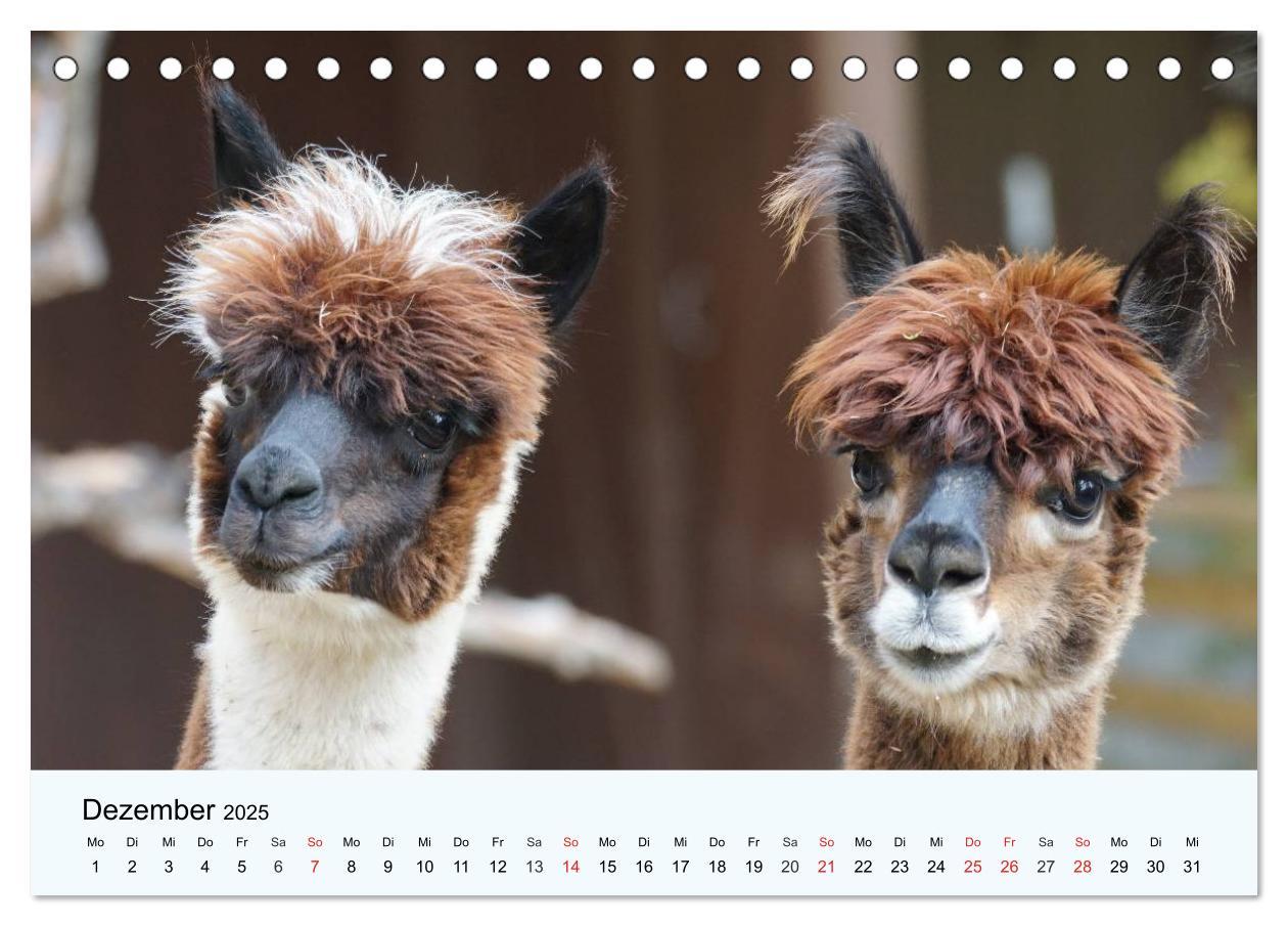 Bild: 9783435482511 | Die Kameliden. Hübsche Kamele, Lamas und Alpakas (Tischkalender...