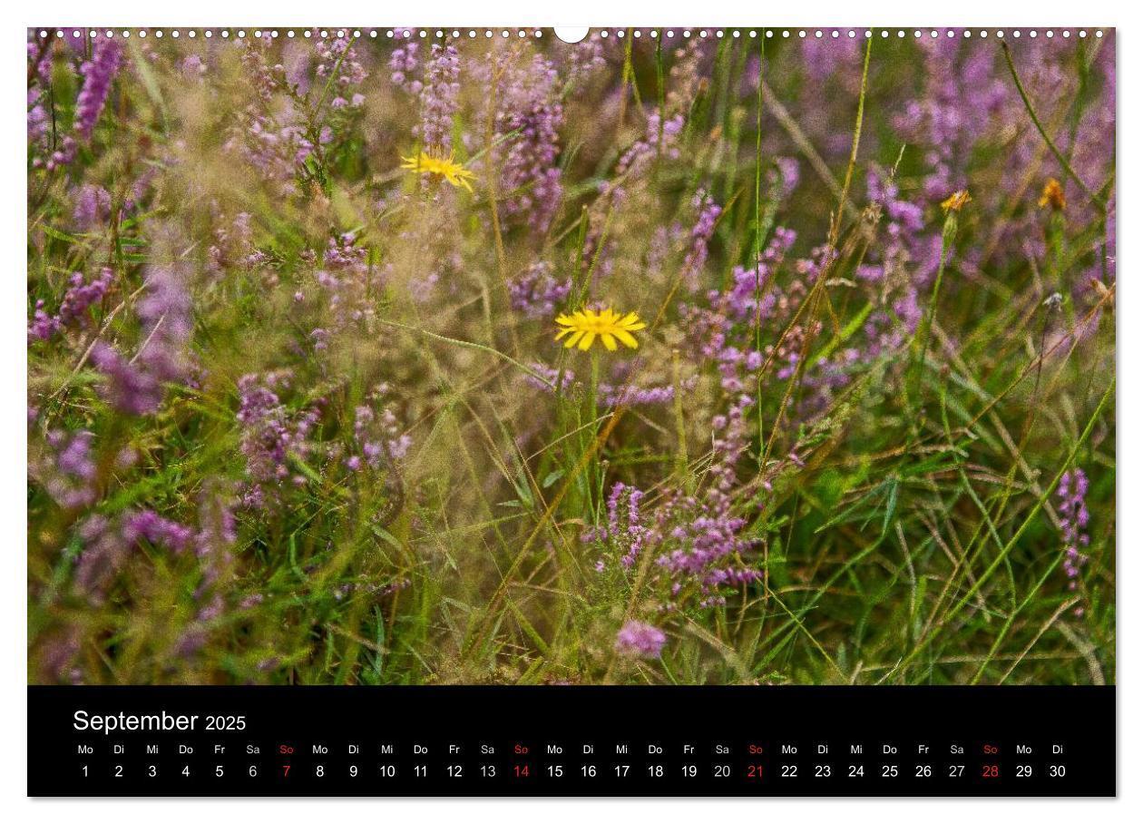 Bild: 9783435775040 | Lüneburger Heide (Wandkalender 2025 DIN A2 quer), CALVENDO...