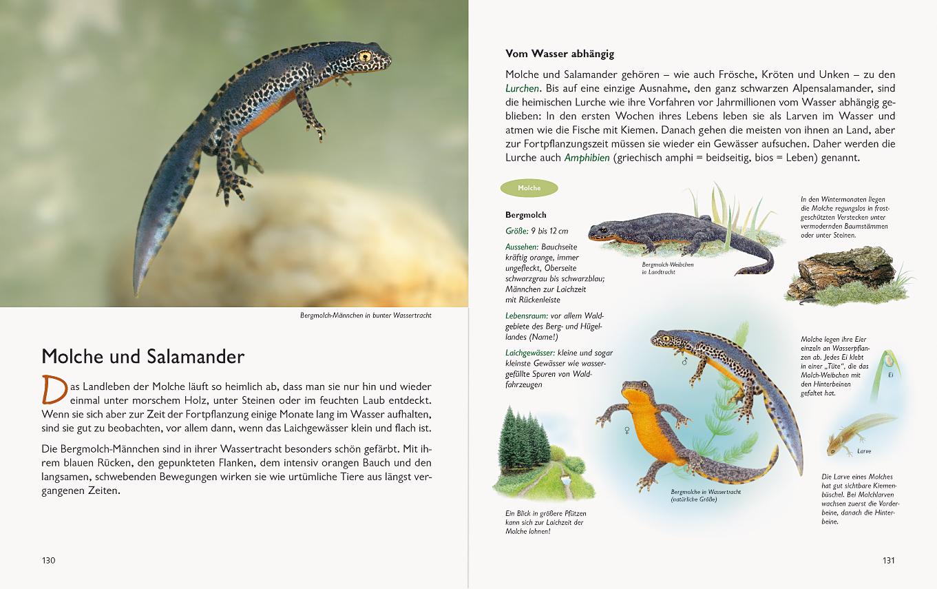 Bild: 9783981548570 | Wawra's Naturbuch, Band 1: Säugetiere, Vögel, Reptilien, Amphibien