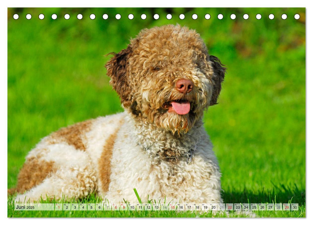 Bild: 9783435311484 | Lagotto Romagnolo - Ein Hund zum Verlieben (Tischkalender 2025 DIN...