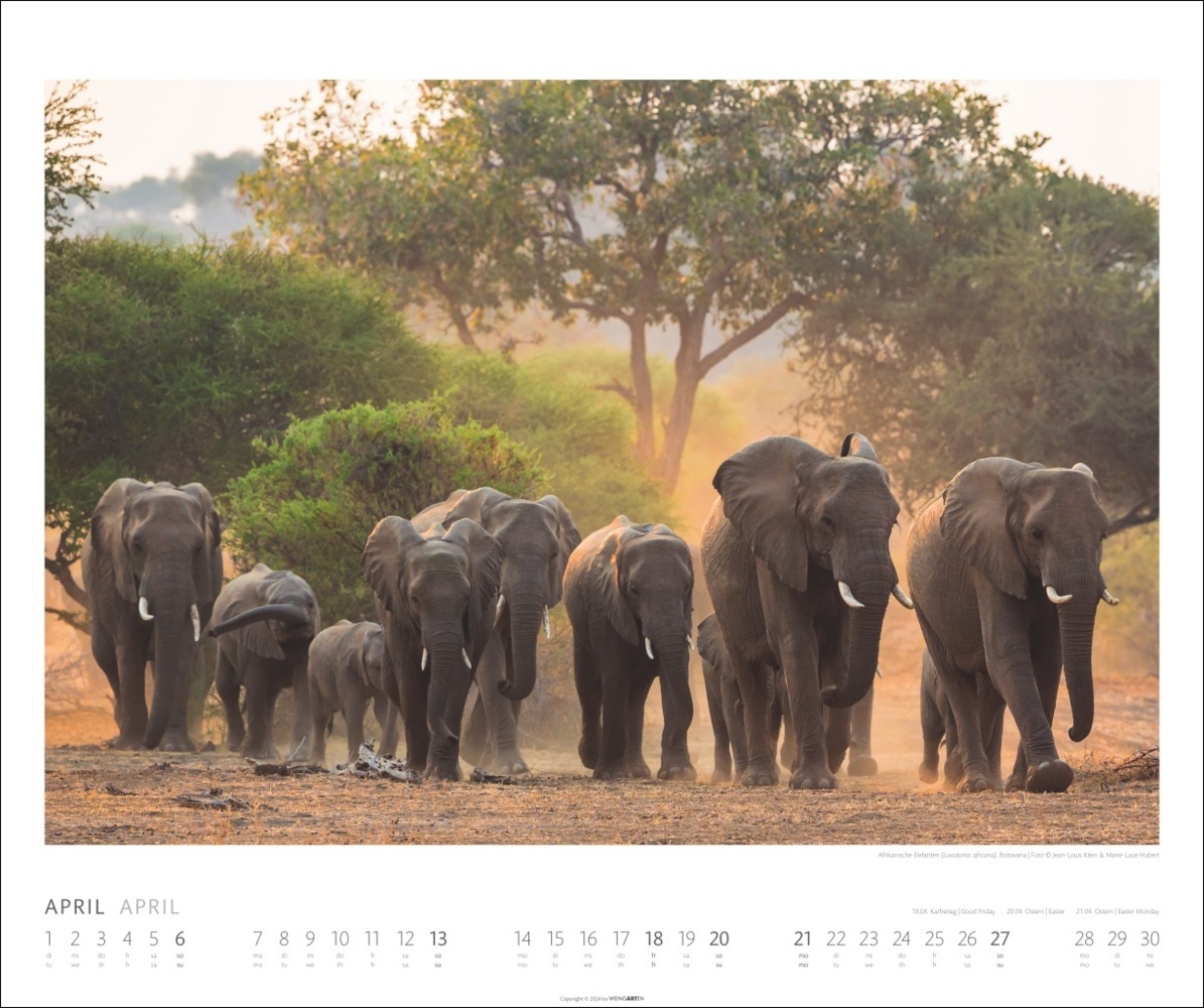 Bild: 9783839901014 | African Wildlife Kalender 2025 | Kalender | Spiralbindung | 14 S.