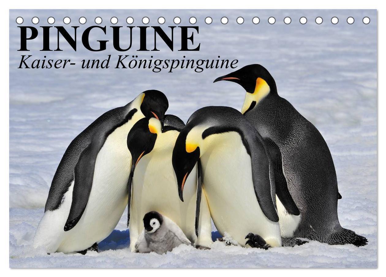 Cover: 9783675960312 | Pinguine - Kaiser- und Königspinguine (Tischkalender 2024 DIN A5...