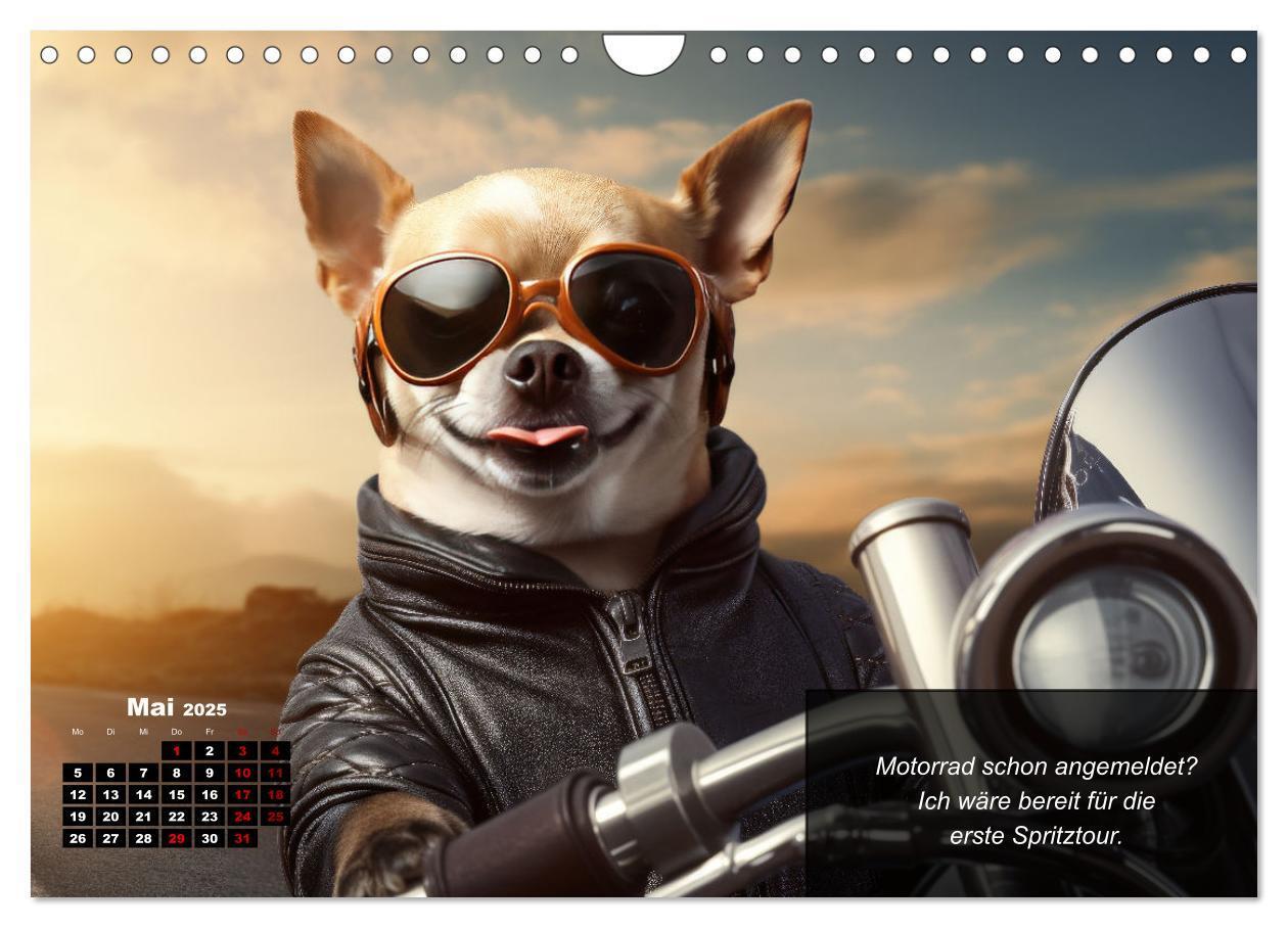 Bild: 9783457129388 | Lustige Chihuahua-Momente (Wandkalender 2025 DIN A4 quer), CALVENDO...