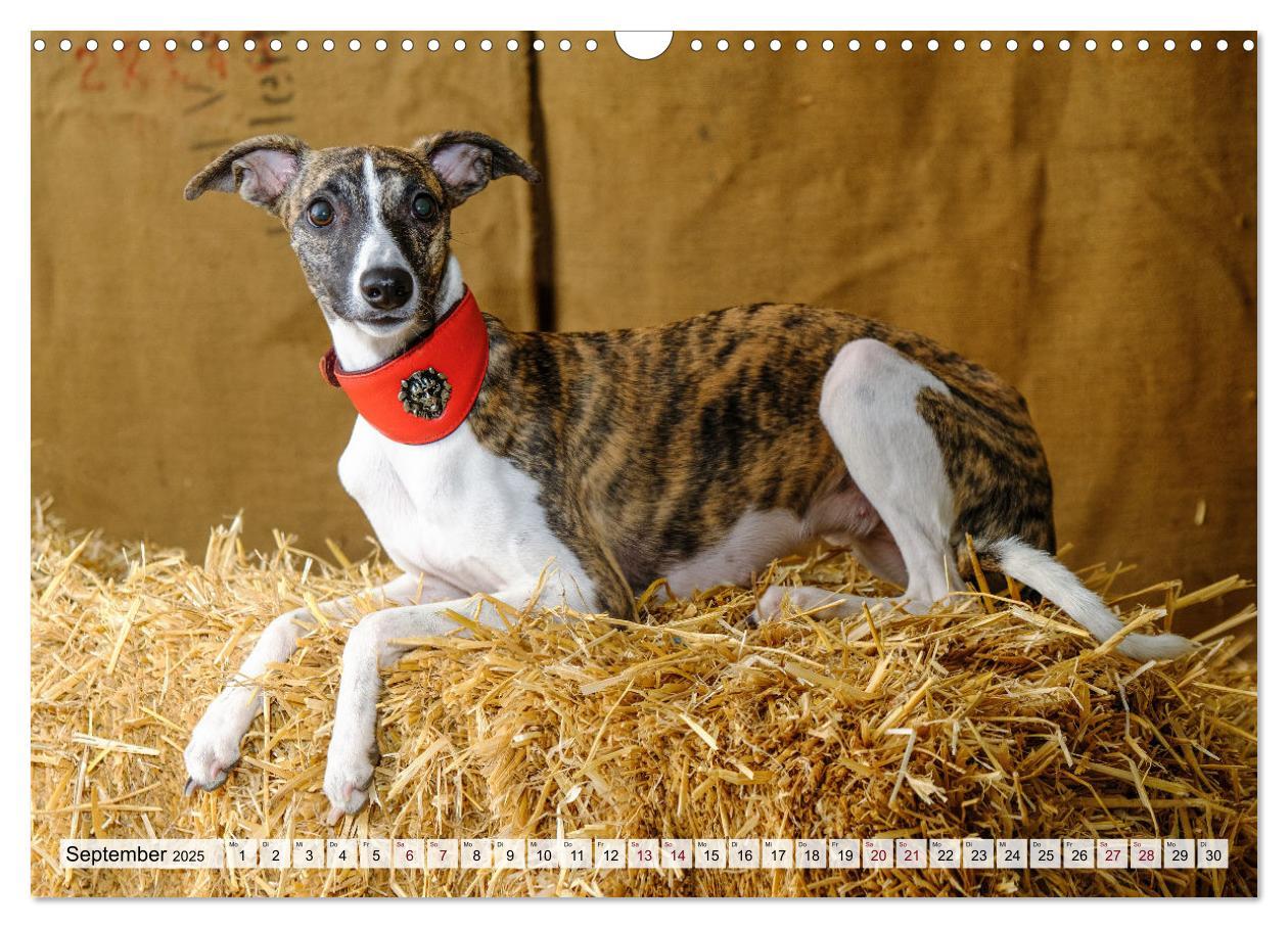 Bild: 9783383941634 | Der Whippet - ein Seelenhund (Wandkalender 2025 DIN A3 quer),...