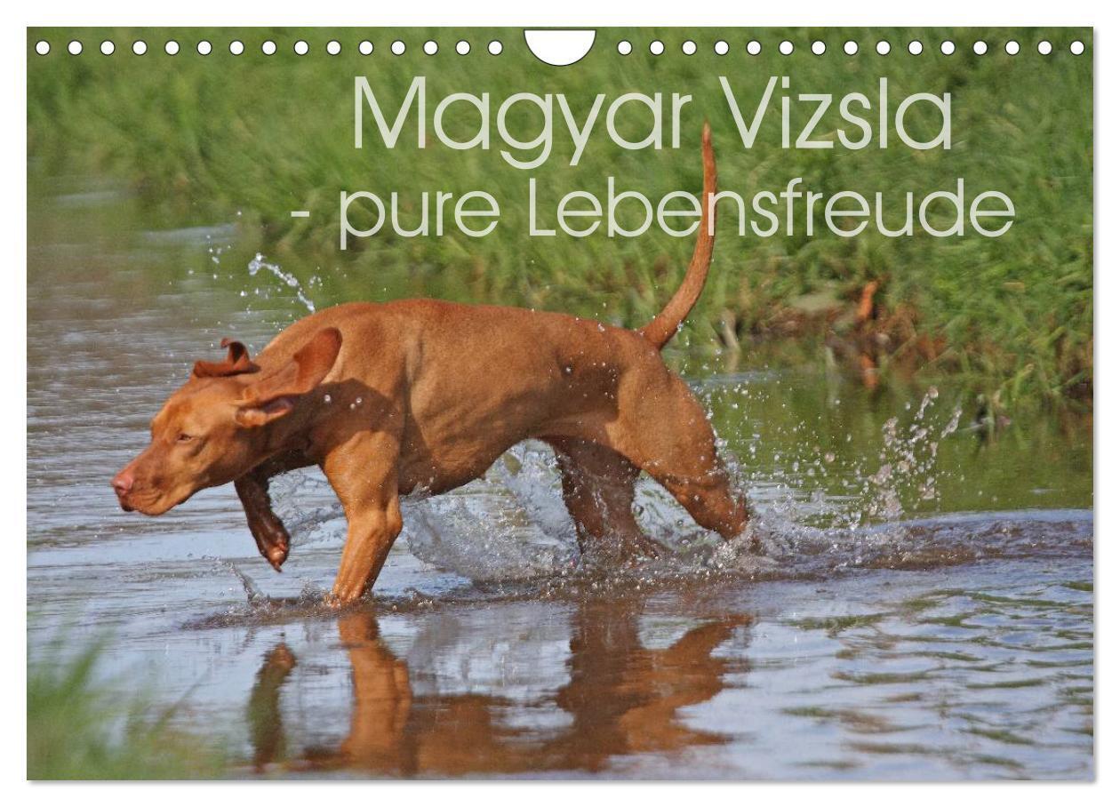 Cover: 9783383418884 | Magyar Vizsla - pure Lebensfreude (Wandkalender 2024 DIN A4 quer),...