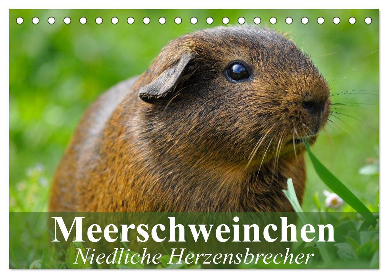 Cover: 9783675903364 | Meerschweinchen Niedliche Herzensbrecher (Tischkalender 2024 DIN A5...