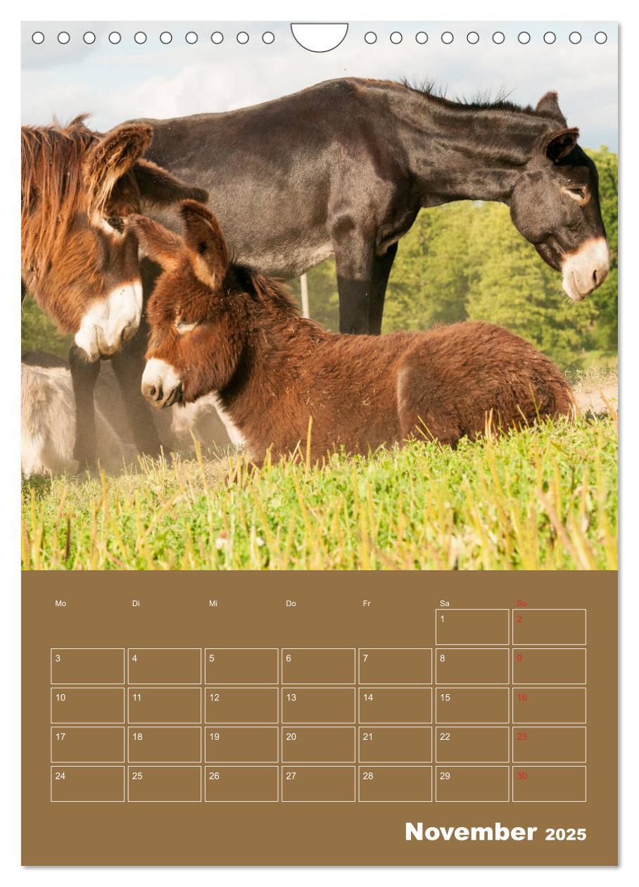 Bild: 9783435955831 | Entzückende Esel - Charmant und liebenswert (Wandkalender 2025 DIN...