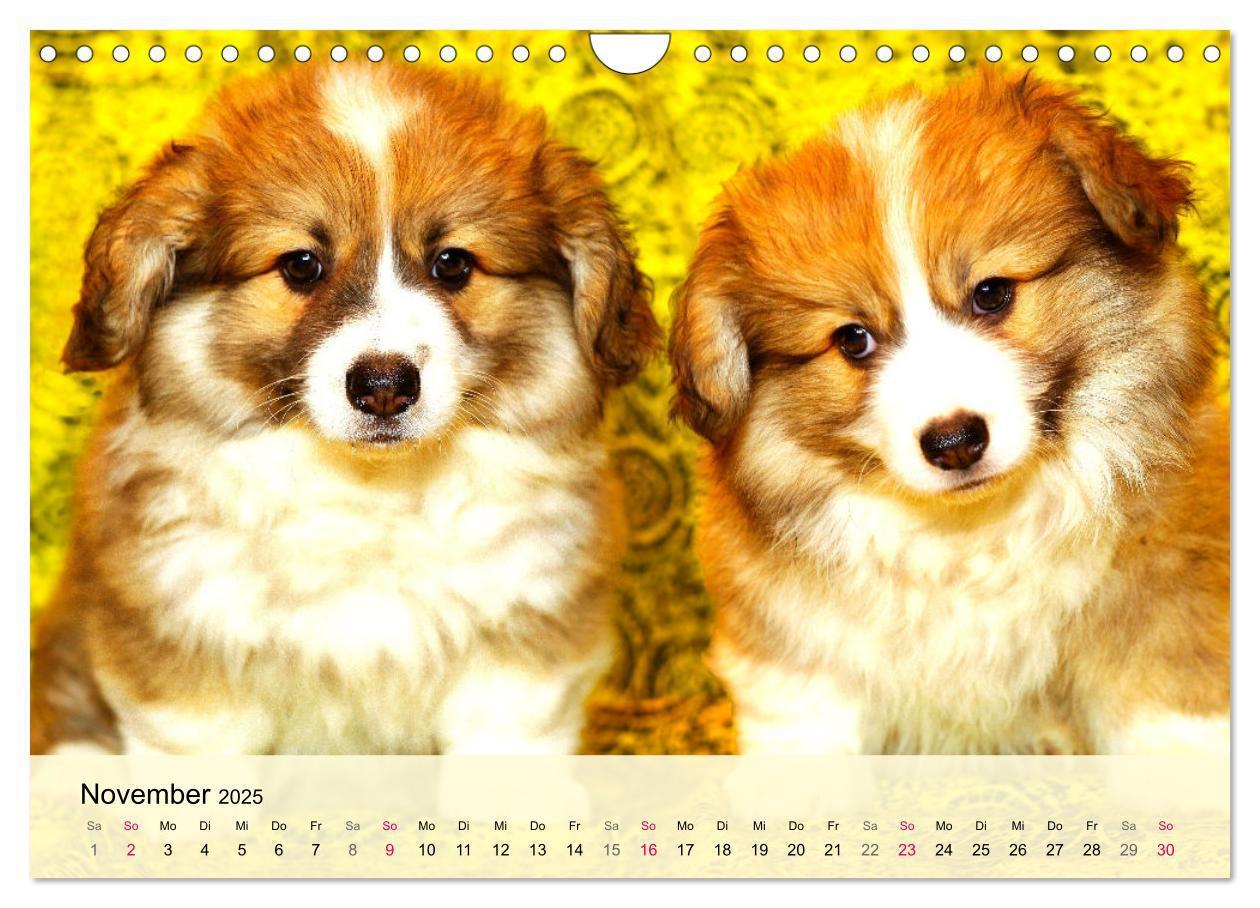 Bild: 9783435020119 | Welsh Corgi. Zauberhafter Dickkopf auf kurzen Beinen (Wandkalender...