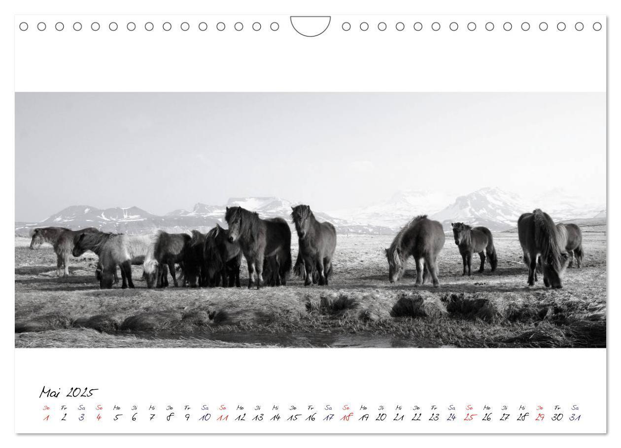 Bild: 9783435763139 | Islandpferde von Brimilsvellir (Wandkalender 2025 DIN A4 quer),...