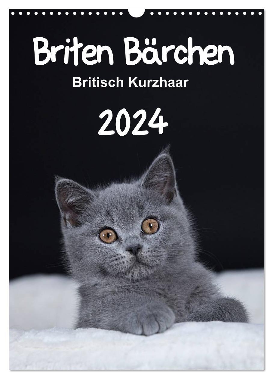 Cover: 9783675704015 | Briten Bärchen ¿ Britisch Kurzhaar 2024 (Wandkalender 2024 DIN A3...