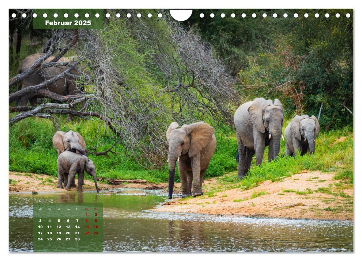 Bild: 9783383967399 | Auf Safari im Kruger National Park (Wandkalender 2025 DIN A4 quer),...