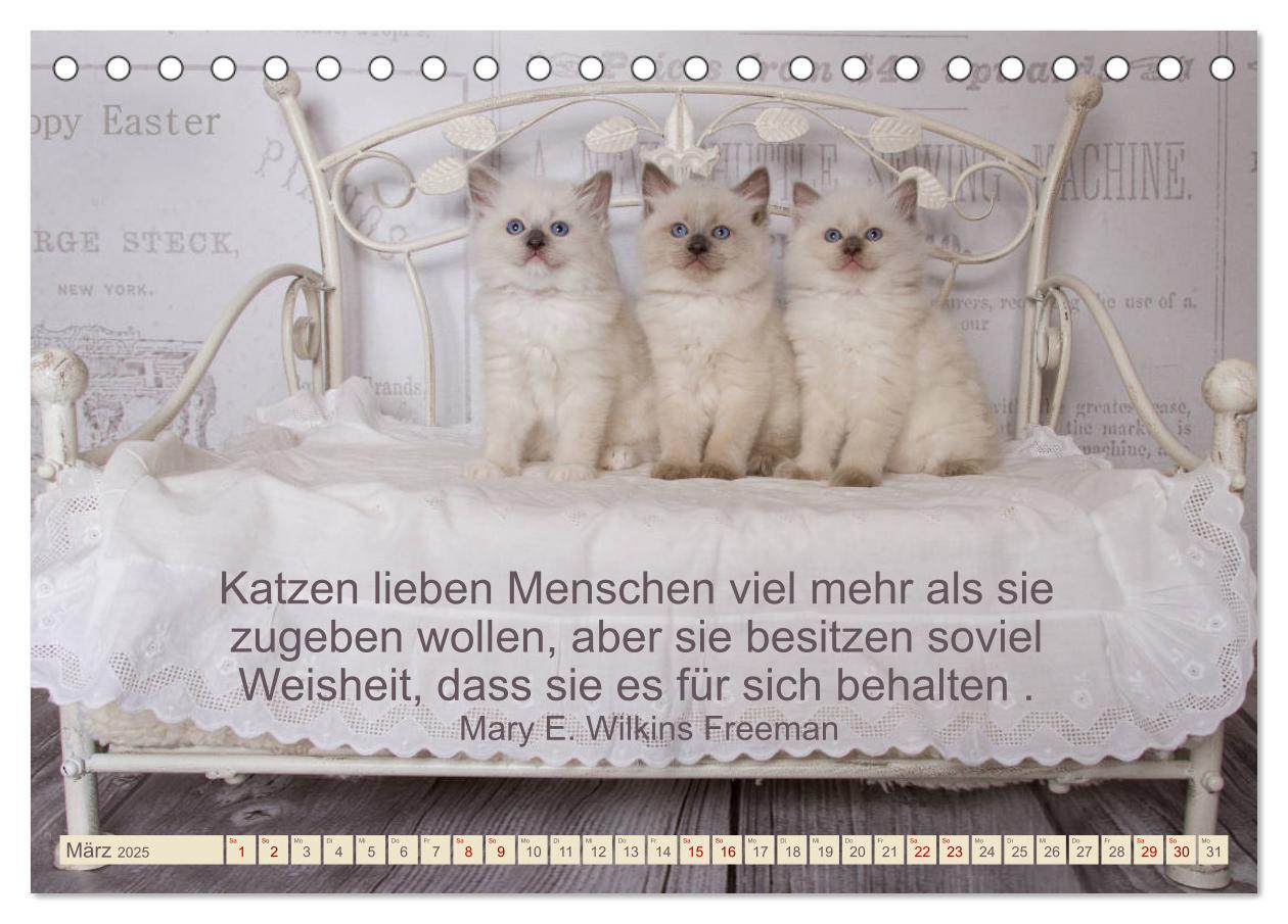 Bild: 9783435342914 | Samtpfoten Lebendige Poesie (Tischkalender 2025 DIN A5 quer),...