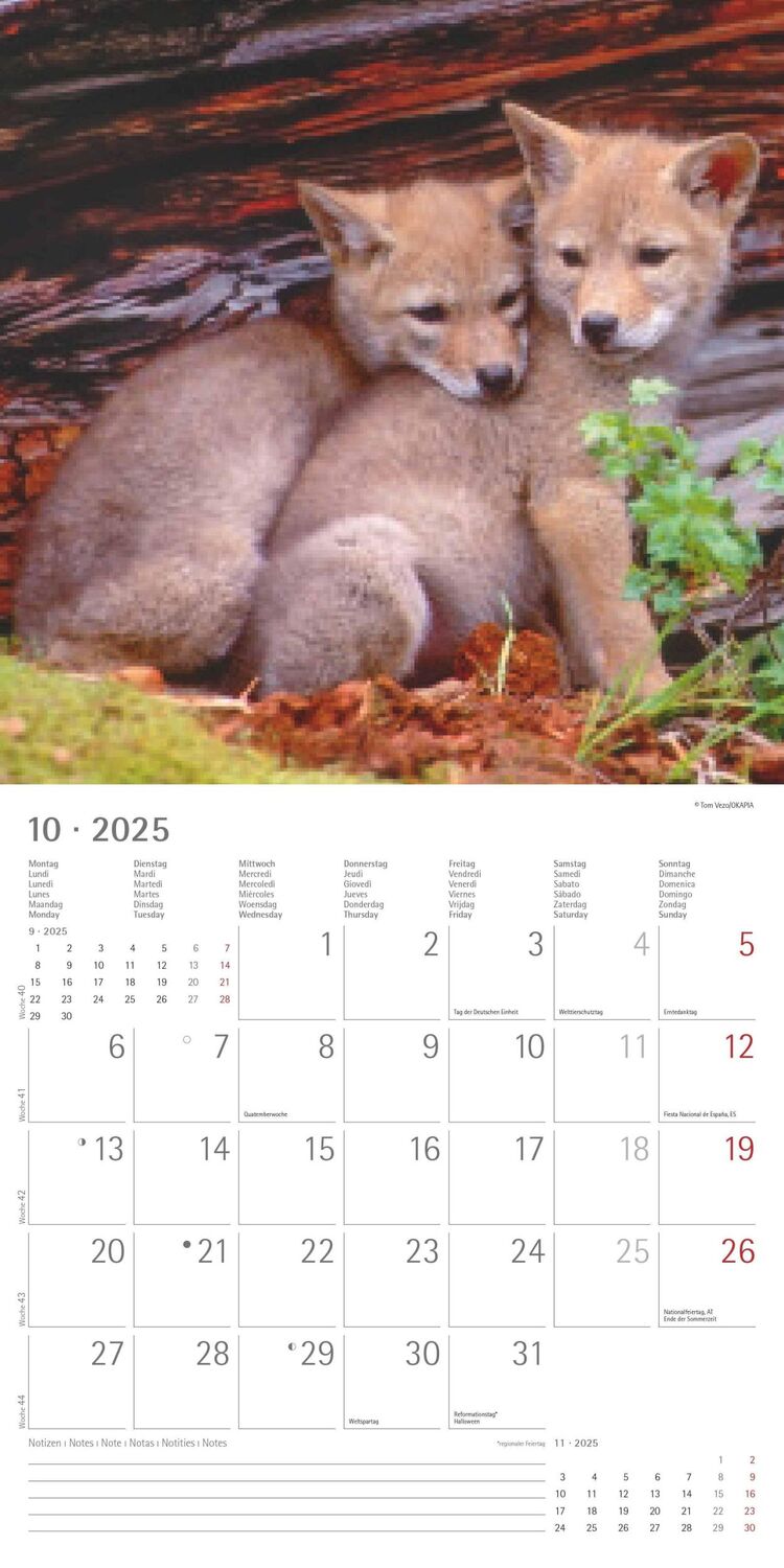 Bild: 4251732340711 | Wölfe 2025 - Broschürenkalender 30x30 cm (30x60 geöffnet) -...