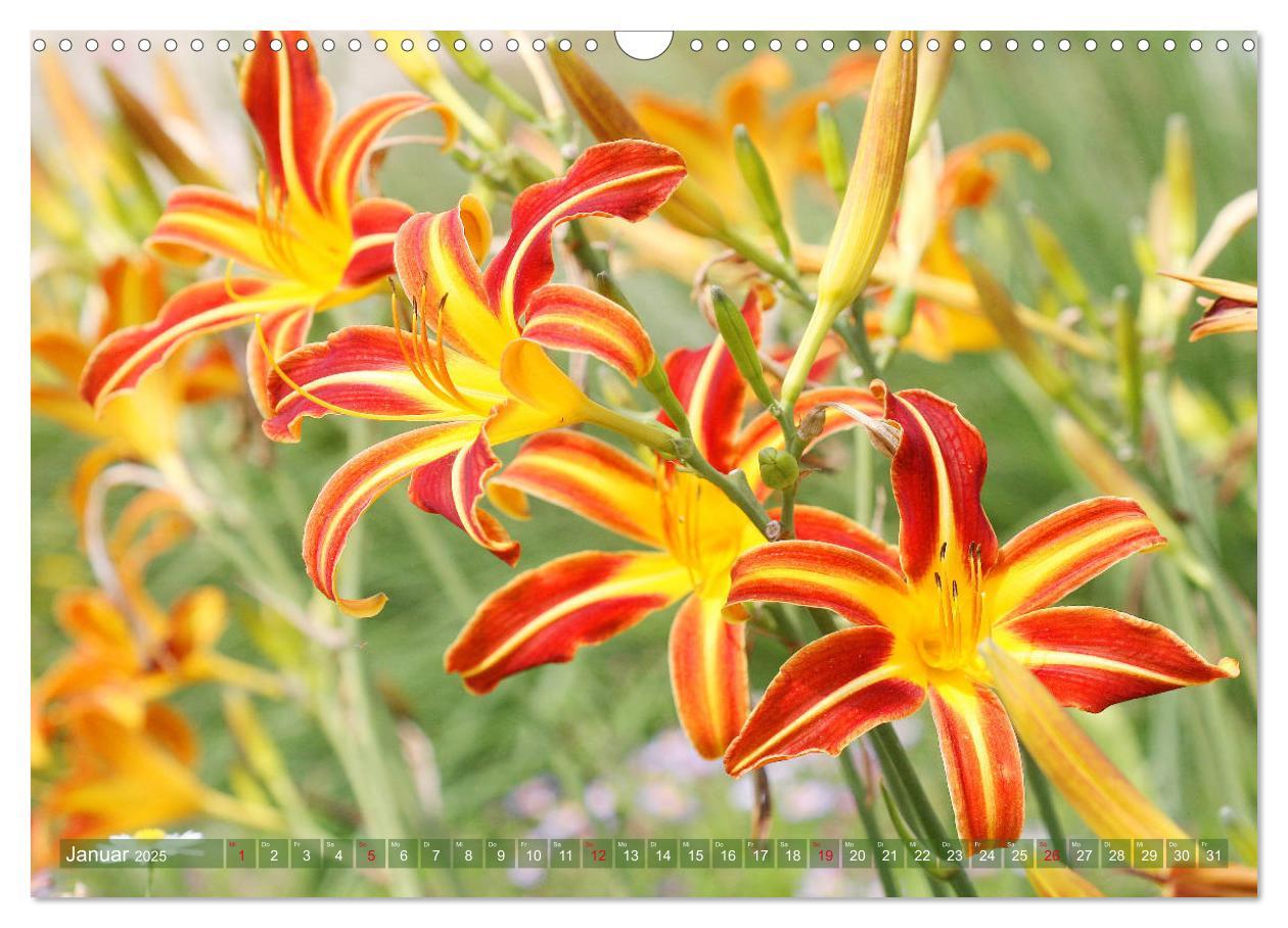 Bild: 9783435296583 | Taglilien im Garten (Wandkalender 2025 DIN A3 quer), CALVENDO...