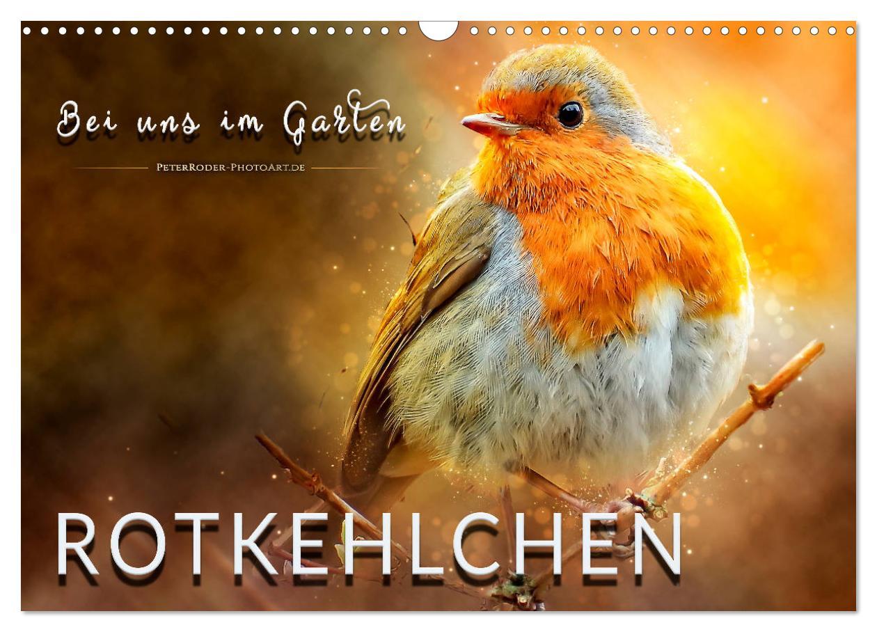 Cover: 9783435333646 | Bei uns im Garten - Rotkehlchen (Wandkalender 2025 DIN A3 quer),...