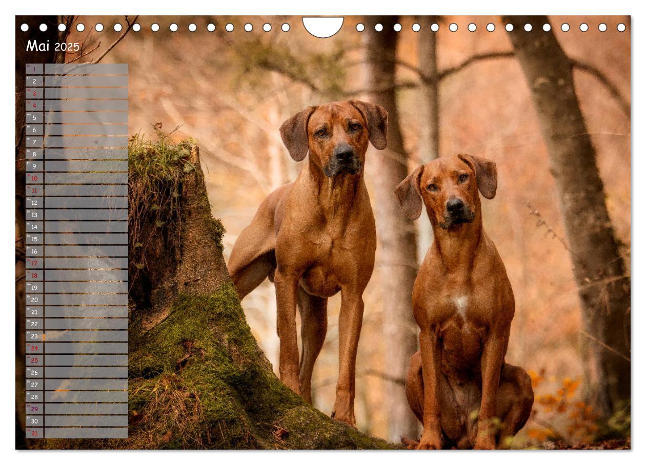 Bild: 9783435358625 | Rhodesian Ridgeback - Herzen auf vier Pfoten (Wandkalender 2025 DIN...